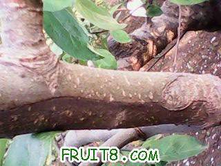 IMG0043A.jpg