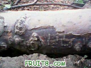IMG0051A.jpg