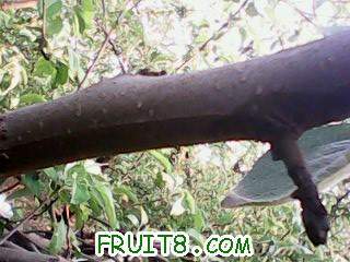 IMG0049A.jpg