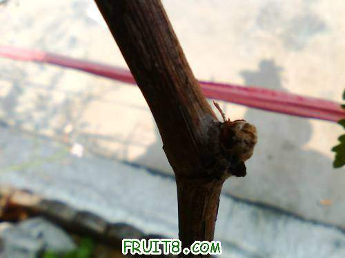 IMG0487A.jpg