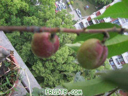 IMG_1775.JPG