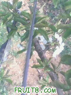 IMG0476A.jpg