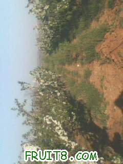IMG0477A.jpg