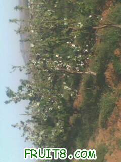 IMG0478A.jpg