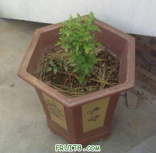 �ϵ���ƭ�����ݮ���϶��Ǽٵģ���ҿ���û�����ı�Ҫ�����Ա���һ�ŷ�����ʱȡ����֮.jpg