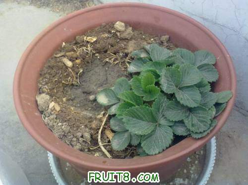 ȥ����Ĳ�ݮ��Ϊʲôֻ��Ҷ�����������.jpg