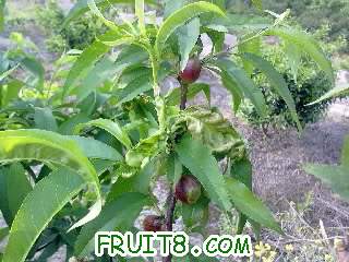 20110427085.jpg