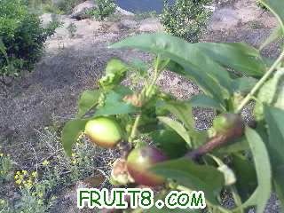 20110427086.jpg