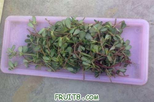 �����ջ����˹�Ӳˣ���֭���裬���óԣ���˵���٣�����.jpg