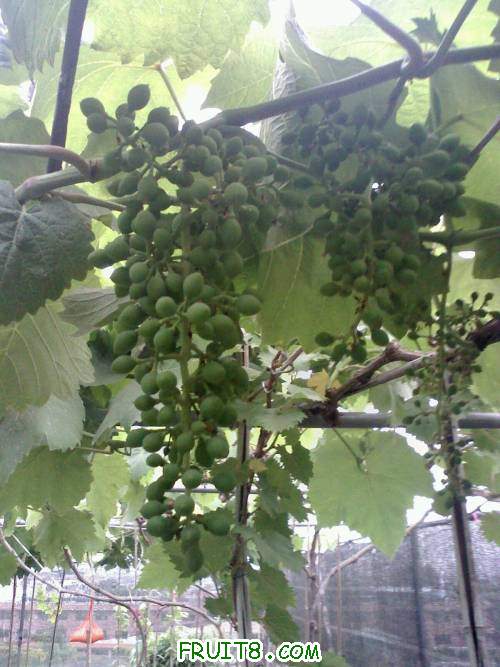 20110428175557.jpg