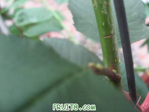 IMG_1818_copy.jpg