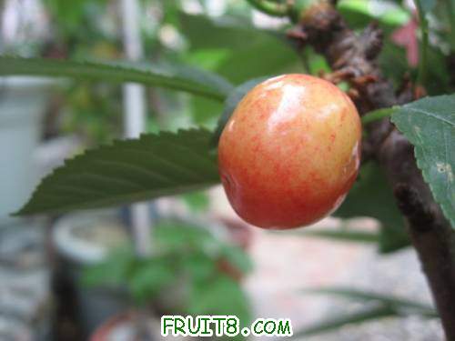 IMG_0006_copy.jpg