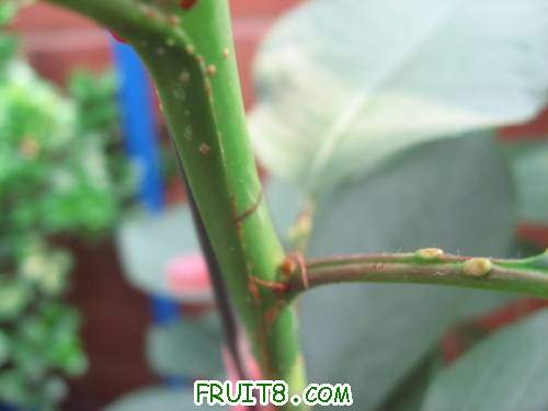 IMG_0114_copy.jpg