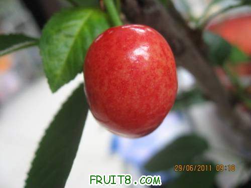 Ƭ 010_copy.jpg
