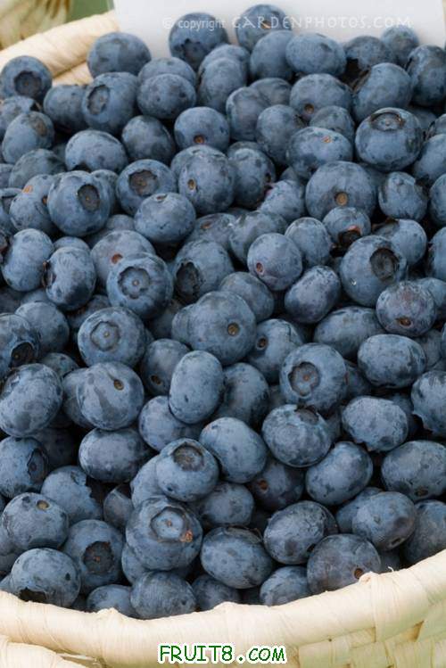 Blueberry-Duke-JWW-2490.jpg