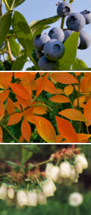 Blueberry_Plant_Orange.jpg