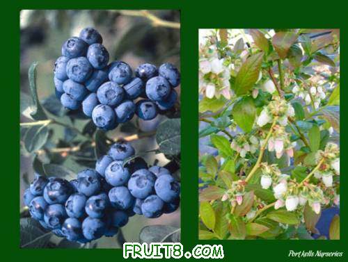 Vaccinium_corymbosum_Duke.jpg