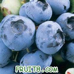 blueberry-duke-big.jpg