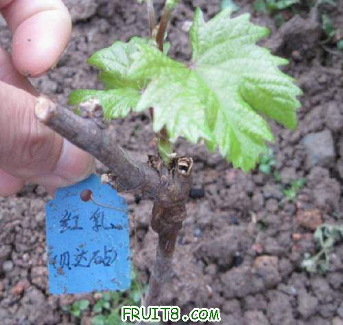 20110430-���飨��������02.jpg