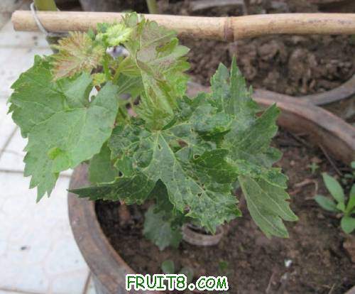 20110430-���Ծ�õ����������02.jpg