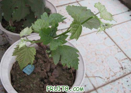 20110430-���Խ���ָ�������裩�����������ڲ�Ǥ��02.jpg