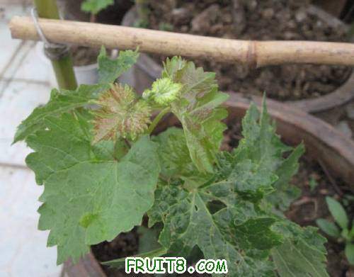 20110430-���Ծ�õ����������.jpg