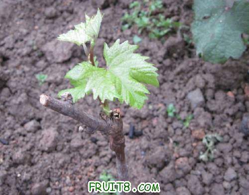 20110430-���飨��������01.jpg