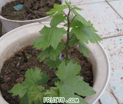 20110430-��������ָ����ǿ��02.jpg