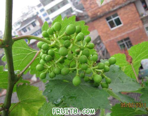 20110502-��ͣ�˳�������09.jpg