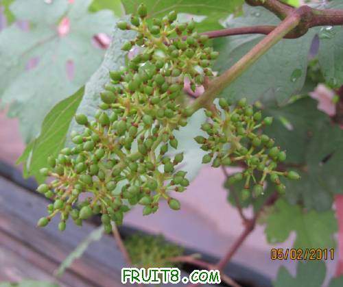 20110502-��ͣ�˳�������07.jpg