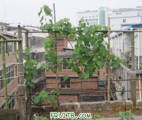 20110502-��ͣ�˸Ͽ���ҩ03.jpg