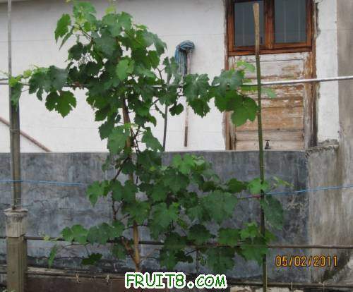 20110502-��ͣ�˸Ͽ���ҩ02.jpg