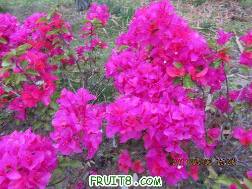 IMG_2758.JPG