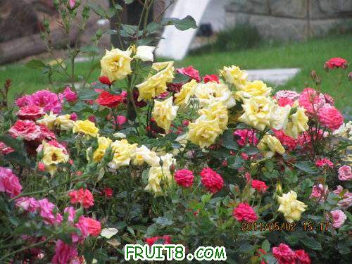 IMG_2747.JPG