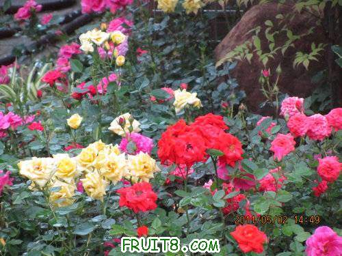 IMG_2726.JPG