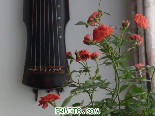 С P1000507.JPG