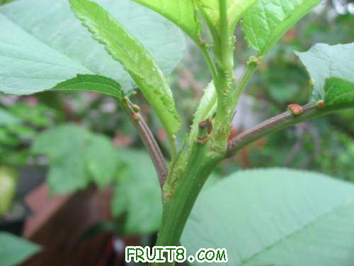 IMG_0668_copy.jpg