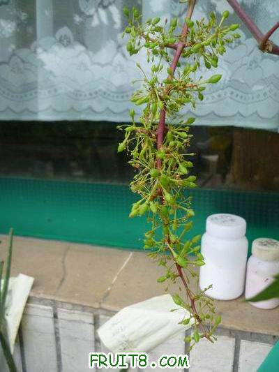 С P1000748.JPG