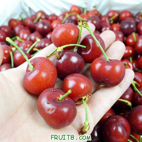 cherry1.jpg
