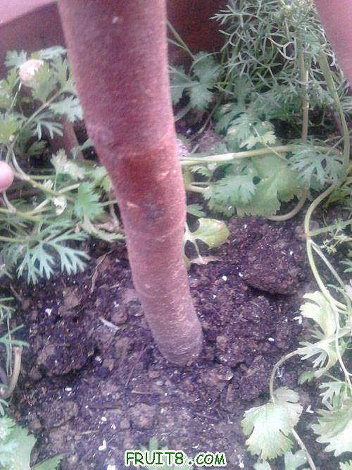 IMAG0121.jpg