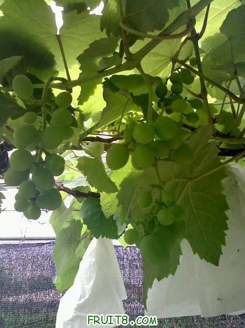 20110512124520.jpg