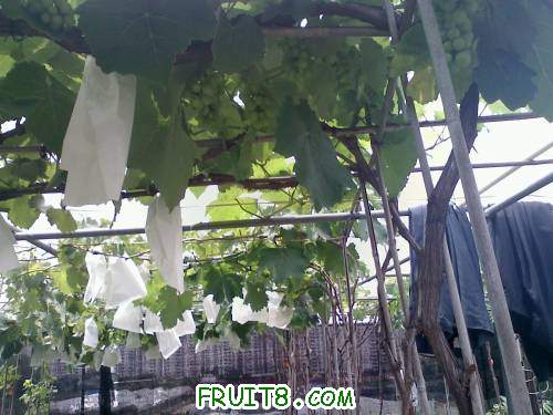20110512124330.jpg