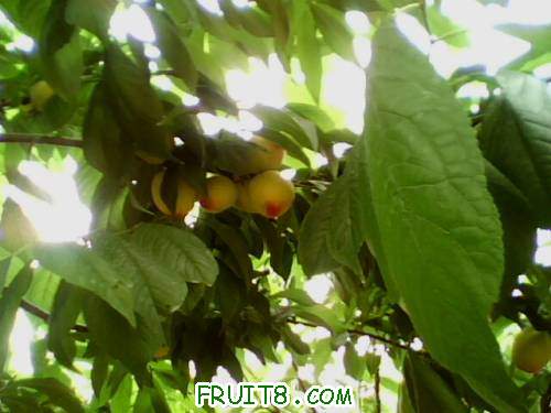IMG0719A.jpg
