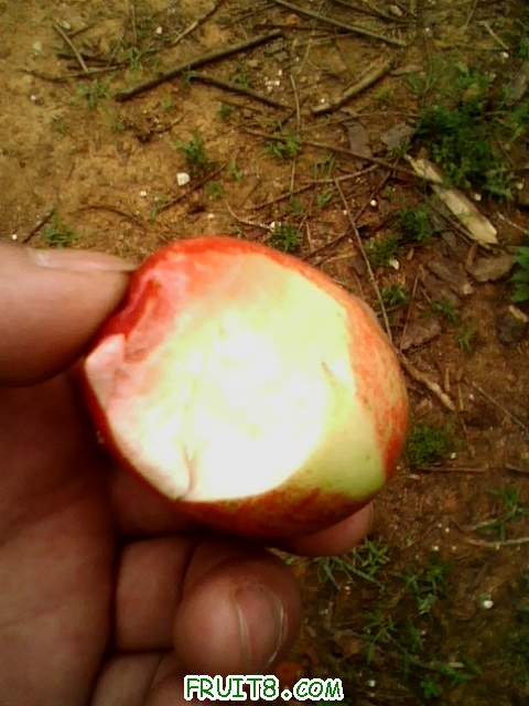 IMG0722A.jpg