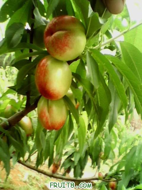 IMG0723A.jpg
