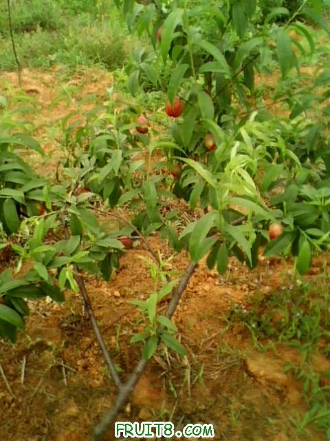 IMG0715A.jpg