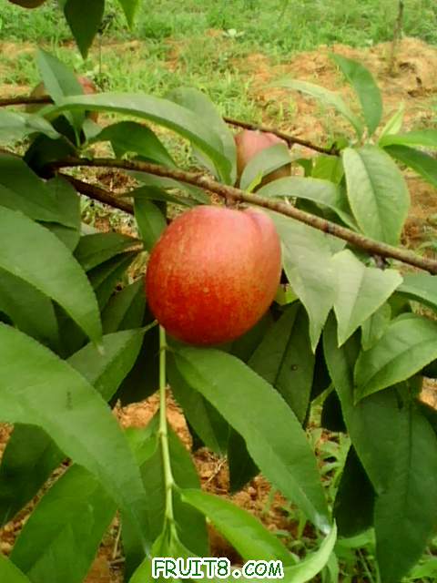IMG0717A.jpg