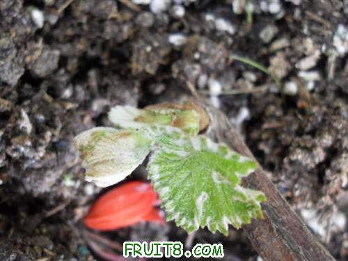 SDC13132 (С).JPG
