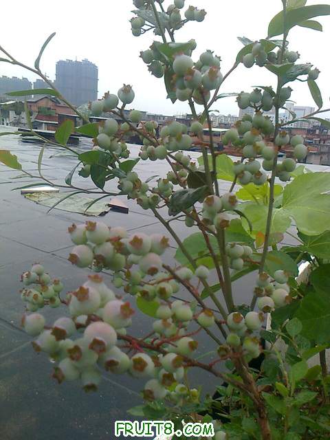 Ƭ0370.jpg