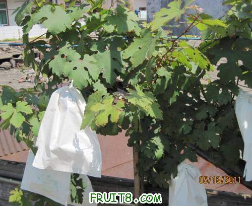 20110518-ƭ�Ӻ�����������������.jpg